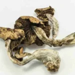 Buy Magic Mushrooms Online